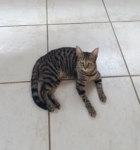 Gatinha pra adoção