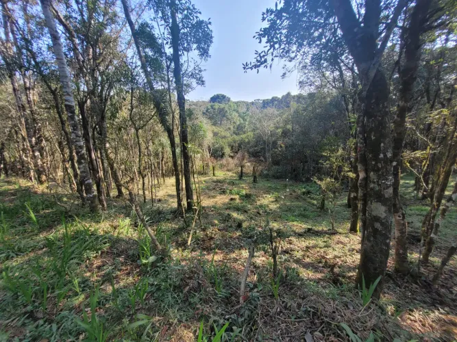 TERRENO RURAL em CAMPO ALEGRE - SC, Salto