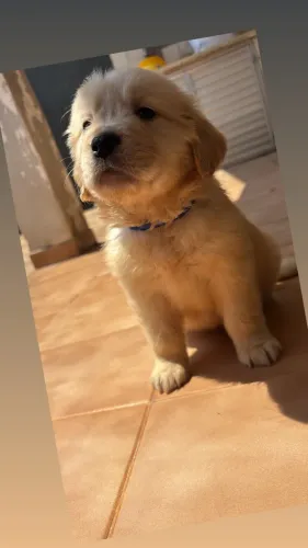 GoldenRetriver