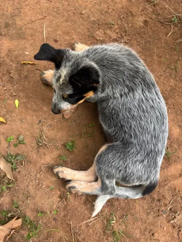 Filhote blue heeler