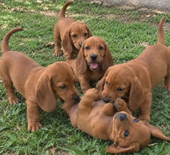 Basset / Salsicha / Lindos Rapazinhos Em Promoção 