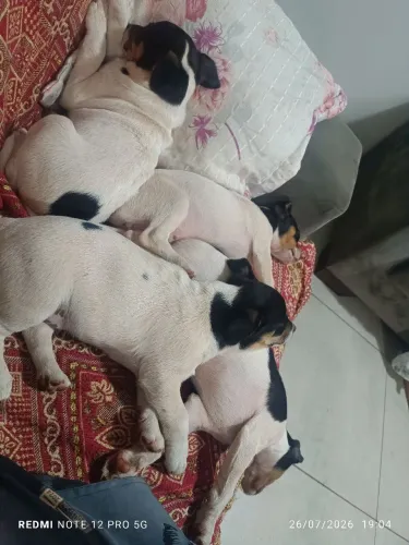 Lindos filhotes Fox paulistinha terrier já vacinados e vermefugados.