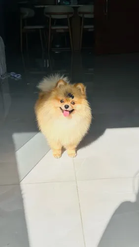 Lulu para cruzar 