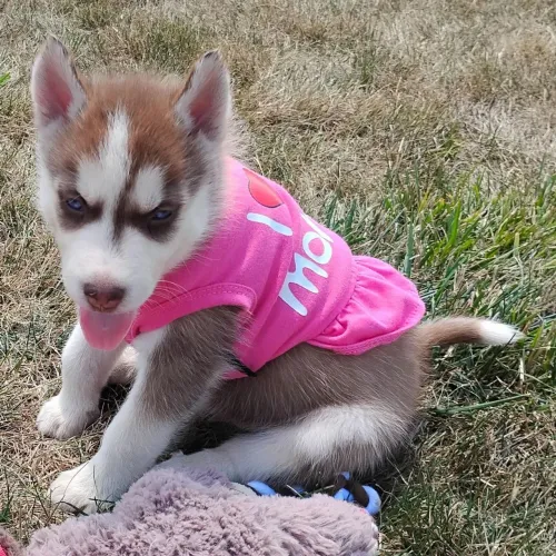Husky Siberiano: Lindos Filhotes com pedigree