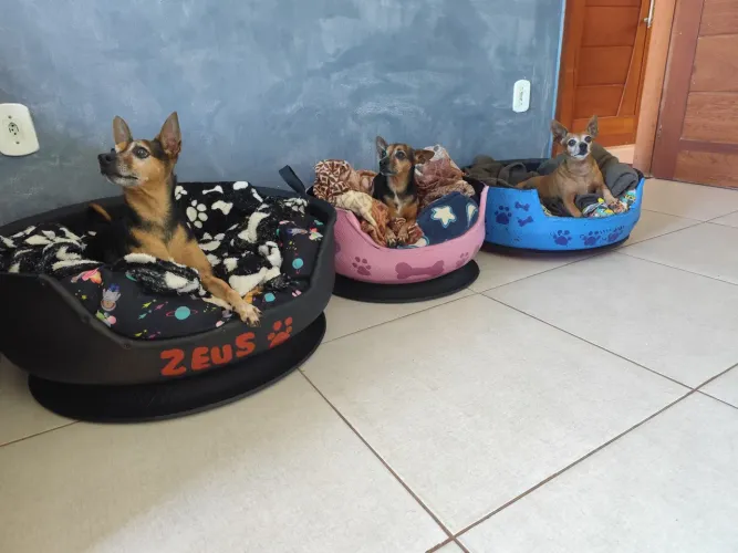 Caminha para pet de pneu