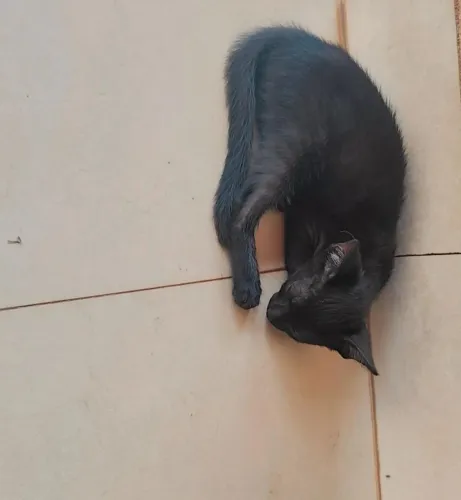 Doação de gatinhos