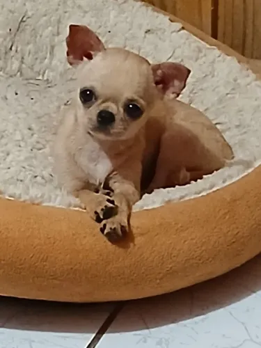 chihuahua femea pelo curto