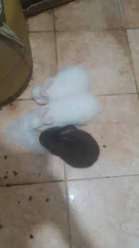 VENDO COELHOS - SOMENTE NA ILHA DO GOVERNADOR!