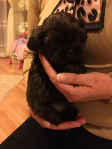 Shih Tzu super inteligente e ativo