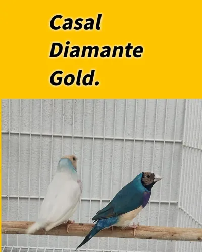 São muitos bonitos os diamant
