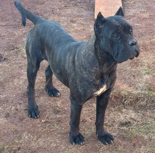 Cane corso italiano