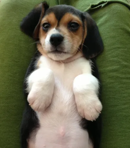 Filhote de Beagle Com Alegria em Cada Momento