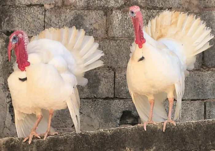 Perú gigante holandês