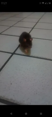 Rato de Laboratório Twister Hamster Mercol 