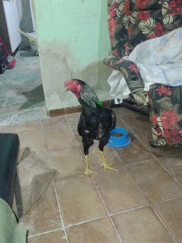 Frango