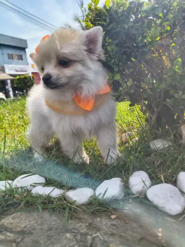 Última fêmea de Spitz disponível 2,300
