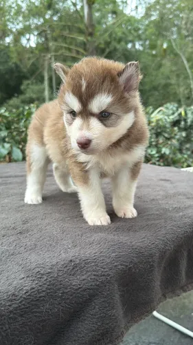 Husky Wolly 