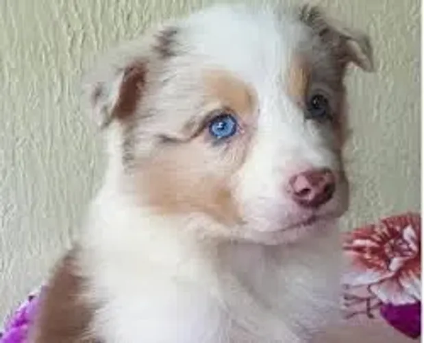 Border collie
