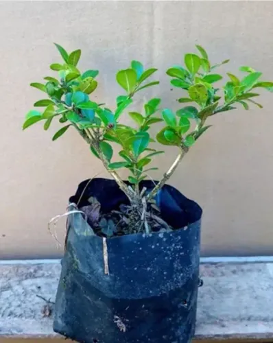 Mudas de Buchinho - 15cm $ 10