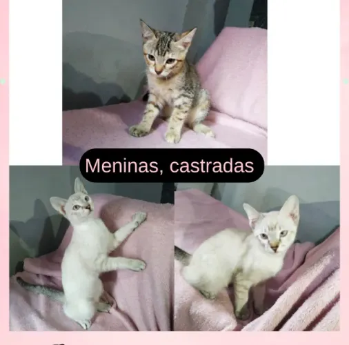 Gatas para doação CASTRADAS