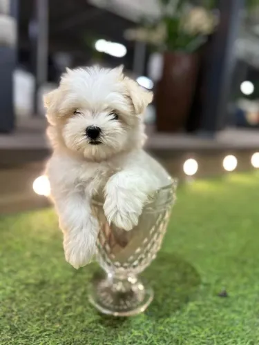 Maltês-mais tranquilidade para você e seu pet!