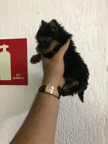 Yorkshire machinho na cor preto com canela filhote com 61 dias vacinado e pedigree-Alberto