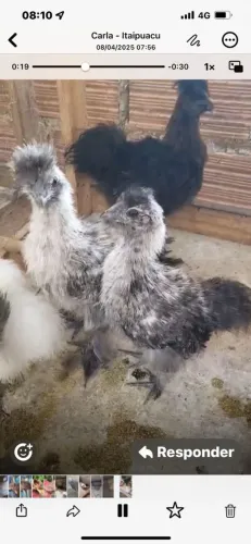 Sedosa do Japão. 2 meses