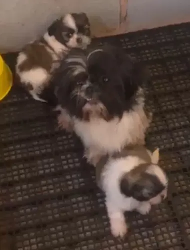 Shih Tzu - Filhotes Encantadores para Alegrar Sua Família!