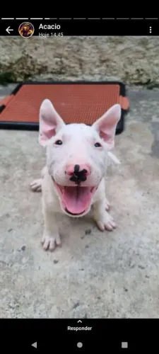 Bull Terrier Inglês: Bolinhas de Energia e Amor!