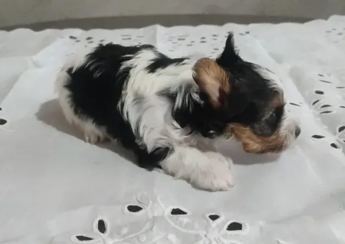 Biewer Terrier Pequeno Fêmea de Porte Pequeno e Fofinha