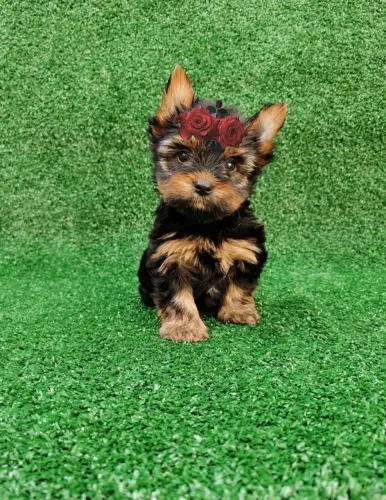Yorkshire terrier Machinhos 56 dias com pedigree vacina e garantia d saúde - 