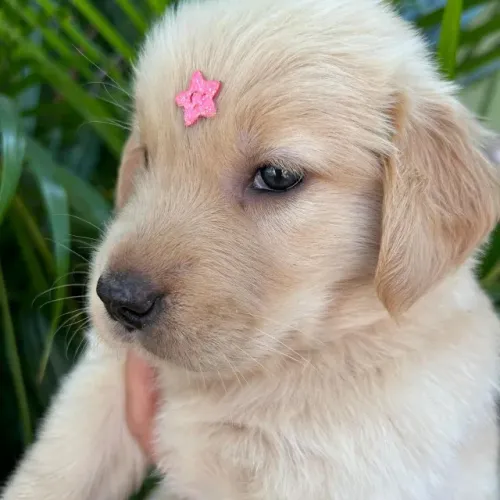 Golden Retriever - Amor em forma de cão