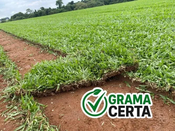 Grama São Carlos Direto do Produtor - Grama Natural