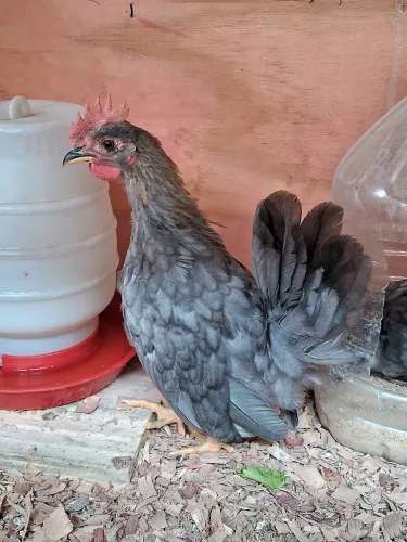 Galinho Nagasak carvoeiro i 3 meses