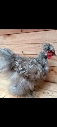 Galo sedoso do japão