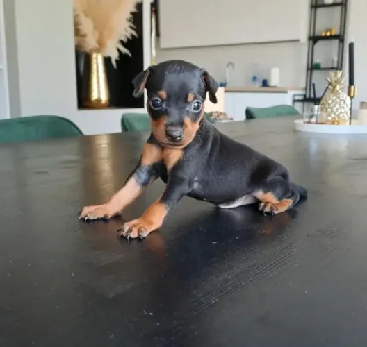 Pinscher Mini - Machinho com 57 dias, bem pequenos e já comendo ração seca-Dani