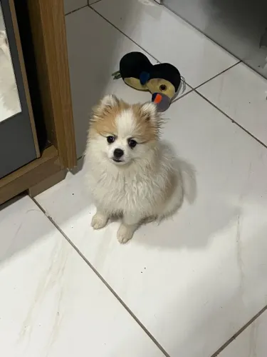 Spitz alemão filhote macho