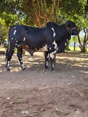 Boi Nelore de Alta Genética