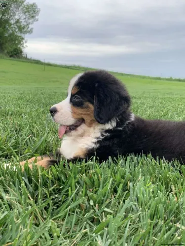 Bernese | Últimos filhotes disponível