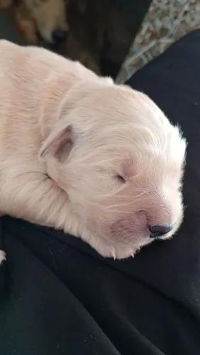 Golden retrivier filhotes
