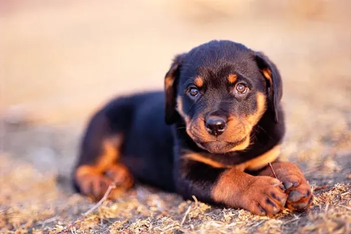 Filhote de Rottweiler O Parceiro Que Vai Crescer Ao Seu Lado