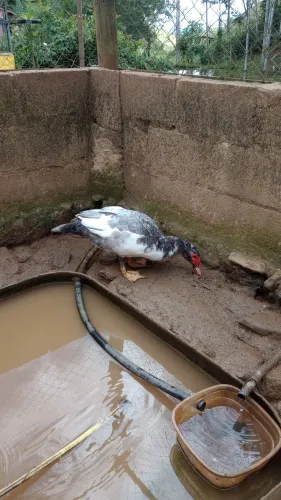 Pato e patas 