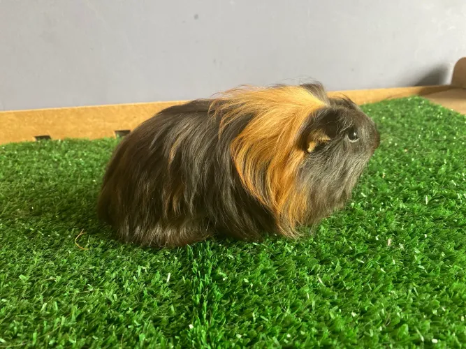 Porquinho da india shelties disponíveis