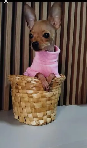 Pinscher micro