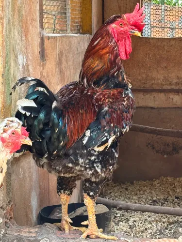 Pintinho GSB (galinha sertaneja balão)