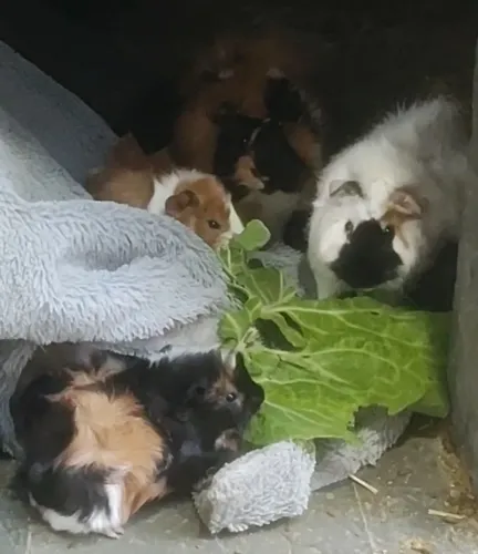Porquinho da índia de raça 