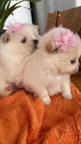 Lulu da Pomerânia simplesmente perfeito