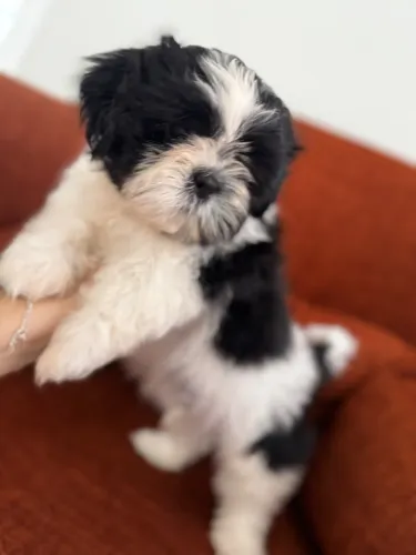 1 Filhote shih tzu disponível !