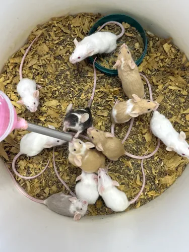 Ratos camundongo e topodongo