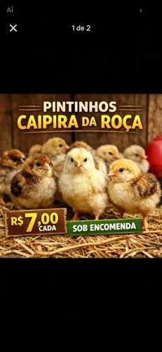 Pintinhos caipira